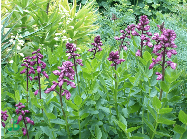 Dictamnus albus var. purpureus